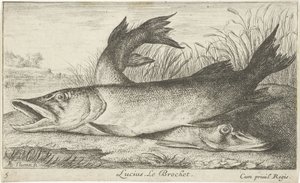 Dos lucios en la orilla de un río
Lucius. Le Brochet (título en el objeto).
Peces y otros animales marinos - agua dulce primera serie (título de la serie)
Diverses Especes de Poissons d