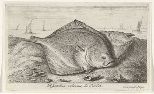 Dos rodaballos en la playa Rombo acleato. El rodaballo. (título en el objeto) Peces y otras criaturas marinas: tercera serie de agua salada (título de la serie) Poissons de mer (título de la serie) de Albert Flamen