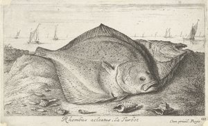 Dos rodaballos en la playa Rombo acleato. El rodaballo. (título en el objeto) Peces y otras criaturas marinas: tercera serie de agua salada (título de la serie) Poissons de mer (título de la serie) de Albert Flamen