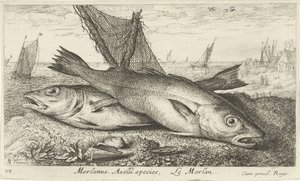 Dos pescadillas en la playa
Merlanus. Especie de Aselli, Le merlan. (título en el objeto)
Peces y otros animales marinos - agua salada primera serie (título de la serie)
Diverses Especes de Poissons de mer (título de la serie) de Albert Flamen