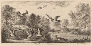 Vanellus, la avefría de Albert Flamen