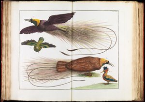 Aves del Paraíso, Paradisaeidae de Albertus Seba