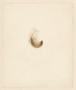 Estudio de una pluma de Albertus Steenbergen