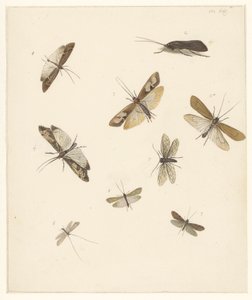 Hoja de estudio con ocho polillas de Albertus Steenbergen