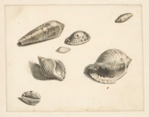 Hoja de estudio con varias conchas