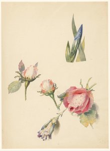 Hoja de estudio con tres rosas y un iris de Albertus Steenbergen