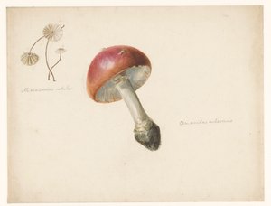 Ficha de estudio con setas, la Amanita Rubescens y la Marasmius Rotula de Albertus Steenbergen