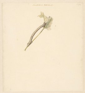 Hoja de estudio con oruga, Amphidasis Betularia
