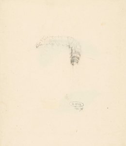 Hoja de estudio con oruga, Lasiocampa Quireifolia