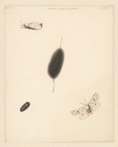 Ficha de estudio que muestra la oruga, el capullo y la polilla con las alas desplegadas de Aretia Menthastri de Albertus Steenbergen