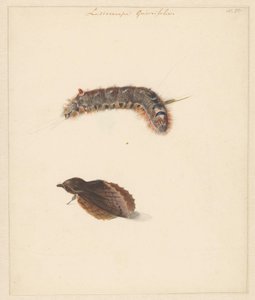Hoja de estudio con oruga y polilla, Lasiocampa Quireifolia de Albertus Steenbergen