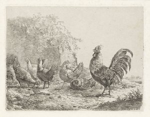 Gallo con cinco pollos
