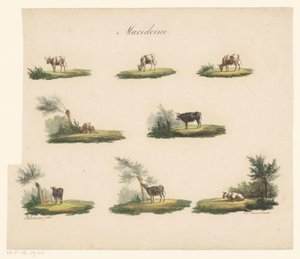vacas en el paisaje Macedonia (título sobre el objeto) de Albertus Verhoesen