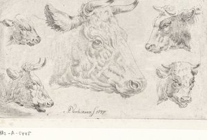 Cinco cabezas de vacas de Albertus Verhoesen