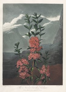 El Templo de Flora, o Jardín de la Naturaleza: La Kalmia de Hojas Estrechas de Albrecht Altdorfer