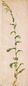 Una Planta de Tabaco de Albrecht Dürer
