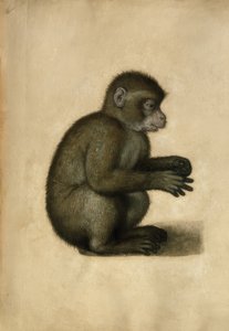 Mono / Acuarela, atribuido a A. Dürer