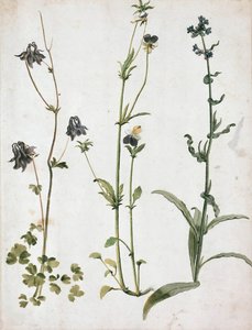 Akelei, Stiefmütterchen und Ochsenzunge, primer cuarto del siglo XVI de Albrecht Dürer