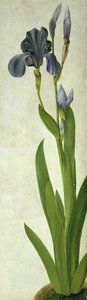 Un iris de Albrecht Dürer