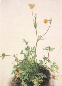 Ranúnculos, trébol rojo y llantén, 1526