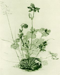 Columbina de Albrecht Dürer