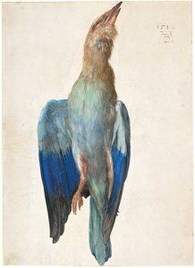 Carraca azul muerta