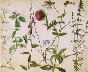 Ocho Estudios de Flores Silvestres