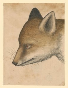 Cabeza de zorro, hacia la izquierda de Albrecht Dürer