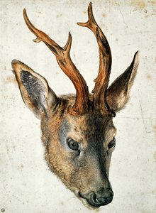 Cabeza de un corzo de Albrecht Dürer