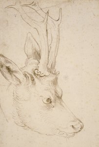 Cabeza de un Corzo de Albrecht Dürer