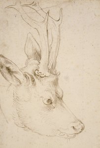 Cabeza de un corzo de Albrecht Dürer