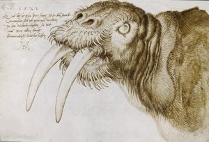 Cabeza de una morsa, 1521 de Albrecht Dürer