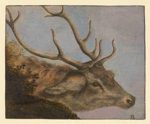 Cabeza de ciervo de Albrecht Dürer