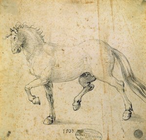 Caballo, 1503 de Albrecht Dürer