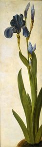 Iris troiana, ca 1505-1508 de Albrecht Dürer