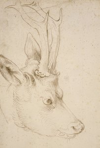 Cabeza de un corzo. Alrededor de 1503 de Albrecht Dürer