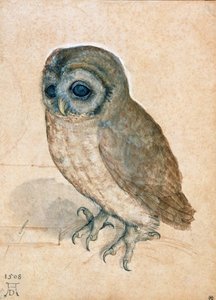 Pequeño búho, 1508 de Albrecht Dürer