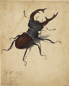 Escarabajo ciervo de Albrecht Dürer