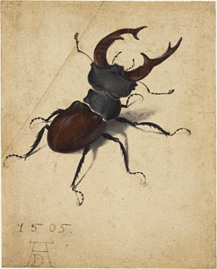 Escarabajo ciervo, 1505