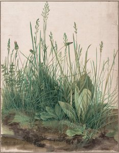 El gran trozo de césped, 1503 de Albrecht Dürer