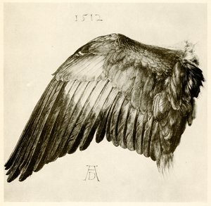 Ala de un carraca azul de Albrecht Dürer