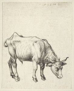 Joven Toro de Albrecht Dürer