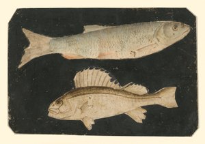  de Albrecht Dürer