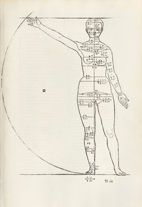 Talla anatómica femenina de 