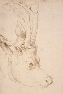 Tete de chevreuil male - Dessin de Albrecht Durer (1471-1528), vers 1503 - Cabeza de corzo - Lápiz y pincel, tinta gris y marrón sobre papel de Albrecht Durer (1471-1528), ca1503 - 22,8x15,3 cm - Museo de Arte Nelson-Atkins, Kansas City, Misuri de Albrecht Dürer