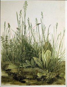 El gran trozo de césped de Albrecht Dürer or Duerer