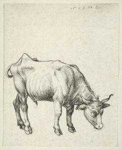 Toro Joven, c.1493 de Albrecht Dürer