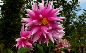 Jardín de Alex Caminker
