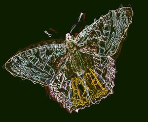 Mariposa 6, 2020 de Alex Caminker