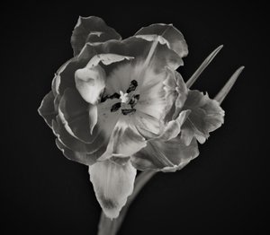 Geometría de la flor, 2019 de Alex Caminker
